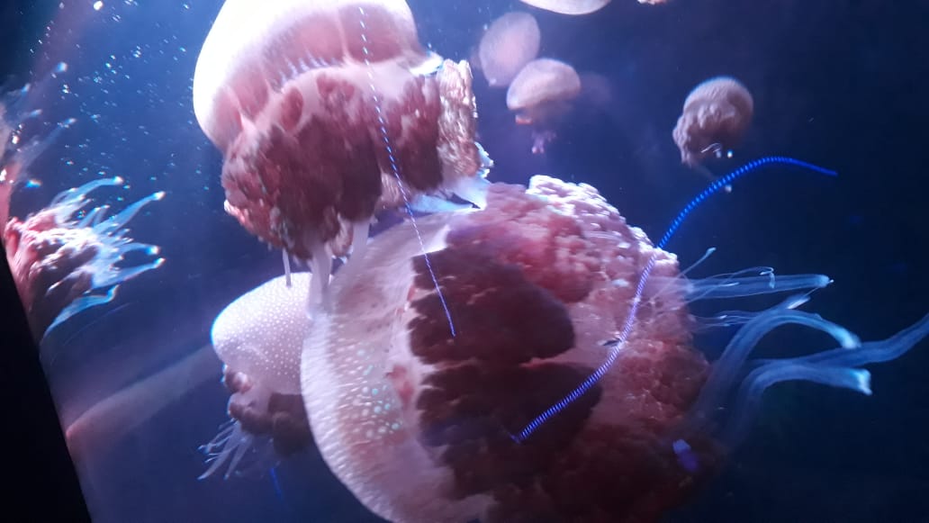 Jellyfish spesies Seaworld Ancol