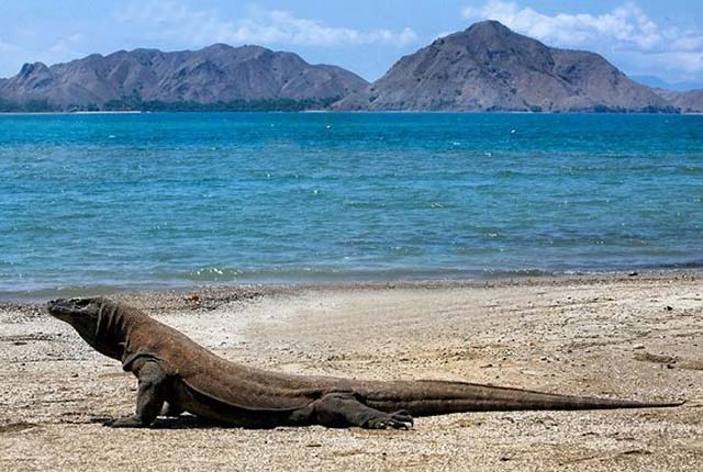 Taman Nasional Komodo