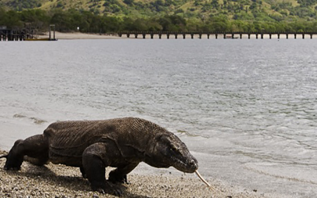 KLHK Kaji kemungkinan Penutupan Pulau Komodo