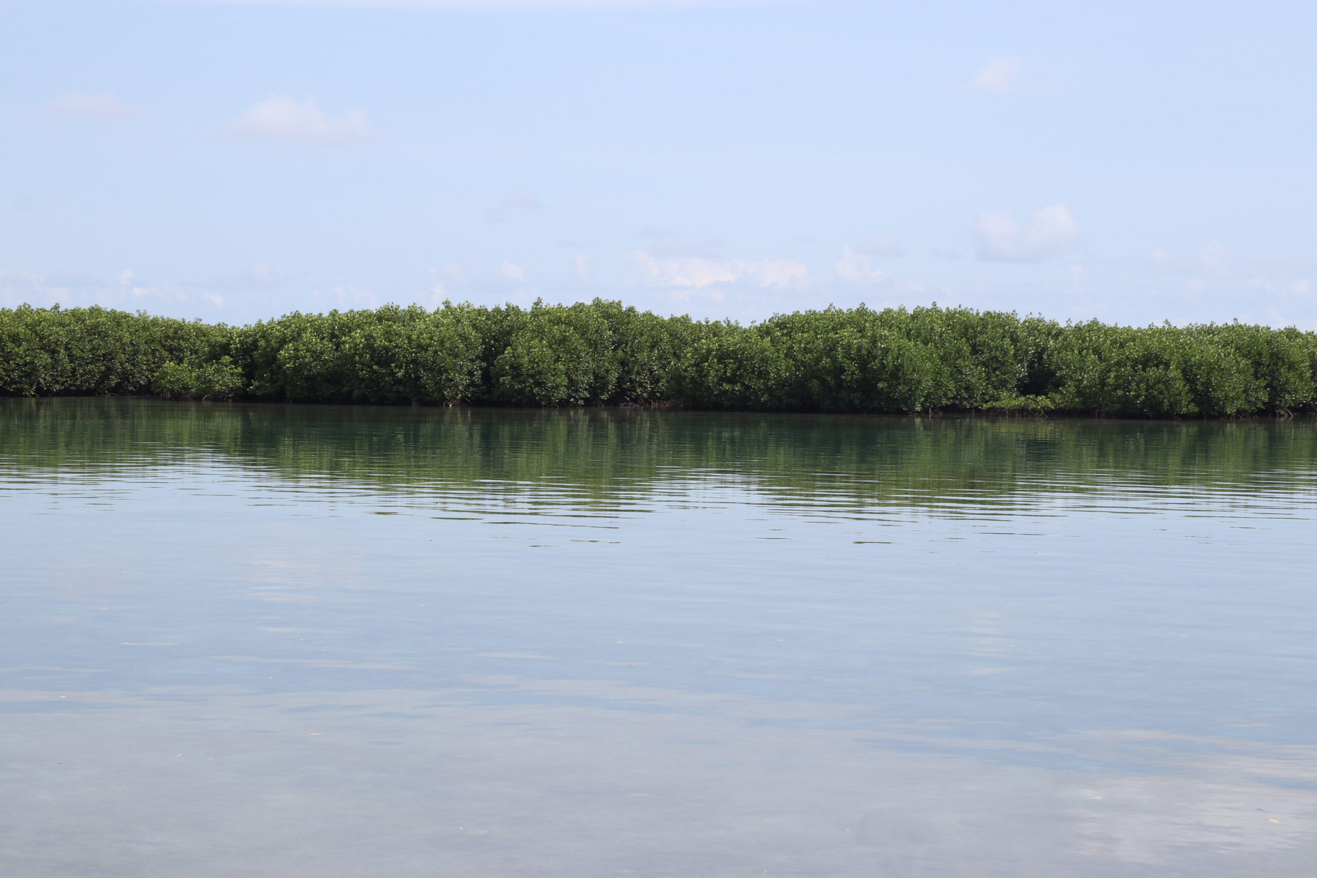 Delegasi Uni Eropa Untuk Indonesia Adopsi 1.000 Pohon Mangrove di Pulau Harapan