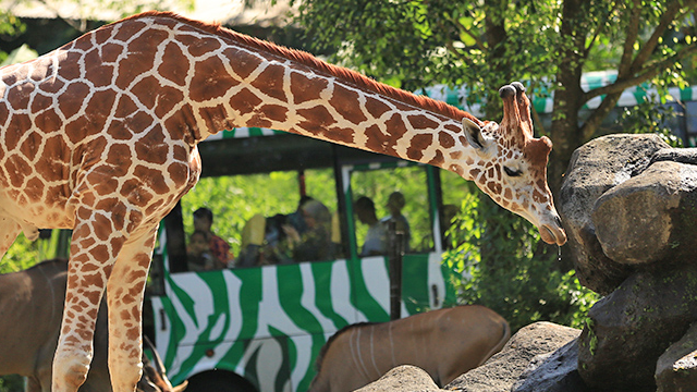 Taman Safari Indonesia! Petualangan Keluarga Lewat Keharmonisan Alam, Satwa & Manusia, Serta Edukasi.