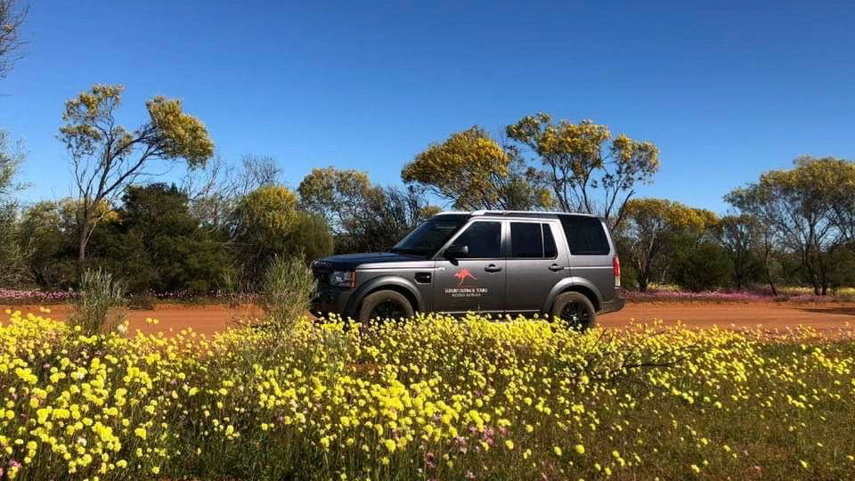 Jangan Lewatkan Pesona Keindahan Musim Bunga Liar di Australia Barat